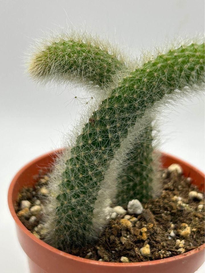 Cactus Unique Charm for Your Garden