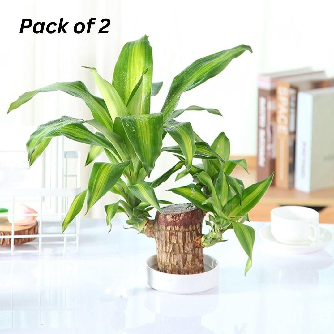 Brazilian Lucky Wood, Mini Home Plant Decorations