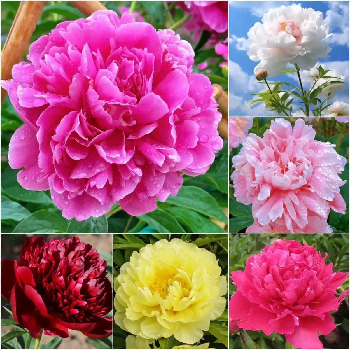 The Queen of Flowers-Peony Flower (Pack of 20)