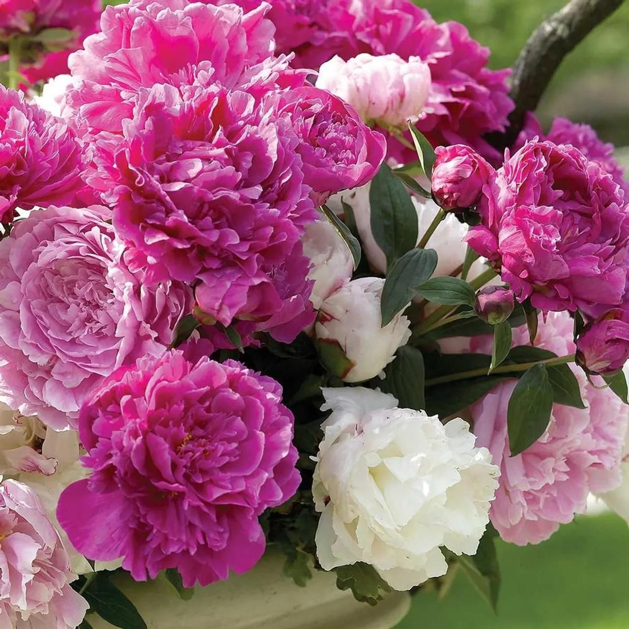 The Queen of Flowers-Peony Flower (Pack of 20)