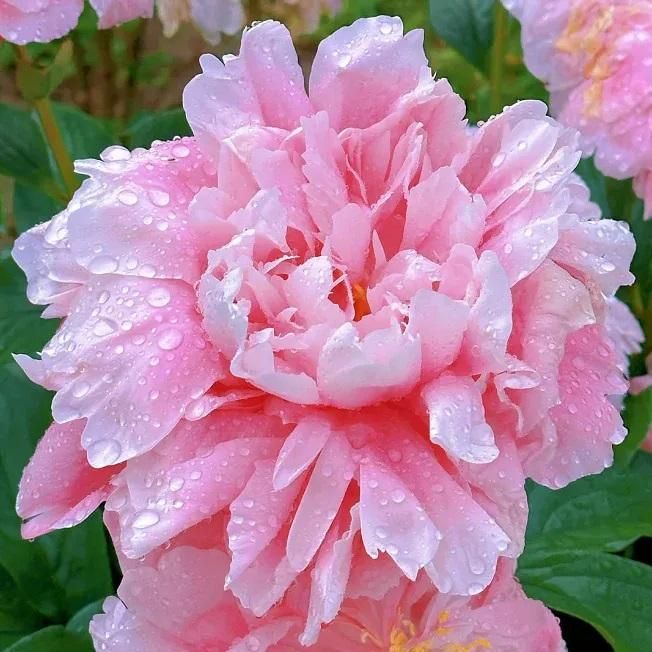 The Queen of Flowers-Peony Flower (Pack of 20)