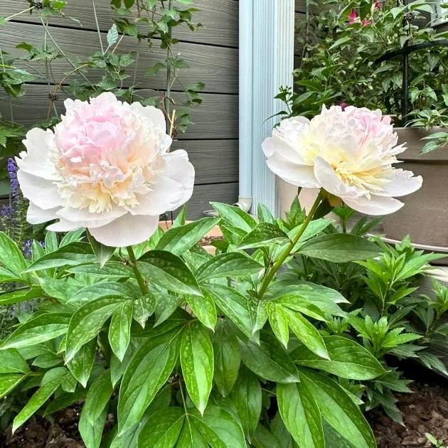 The Queen of Flowers-Peony Flower (Pack of 20)